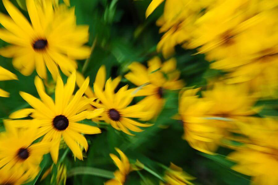 Evan - Yellow flowers abstract