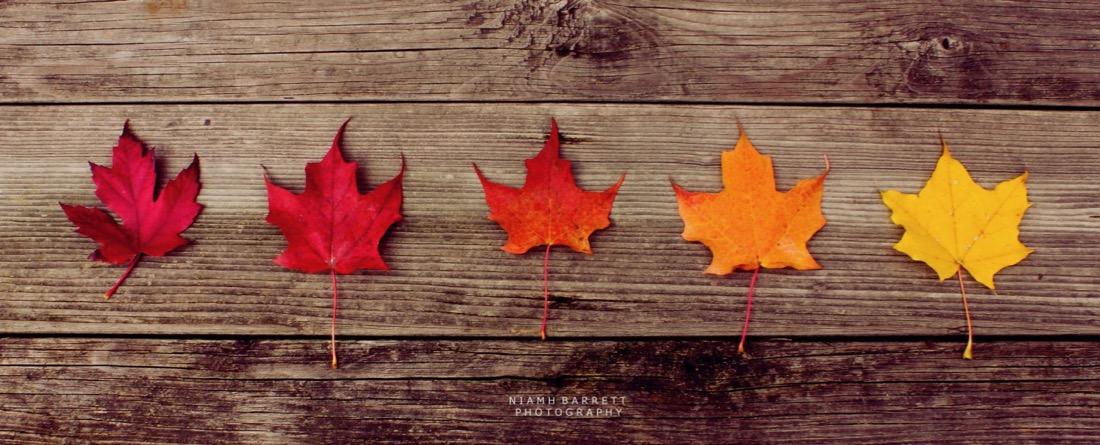 Niamh <> - Fall Colours