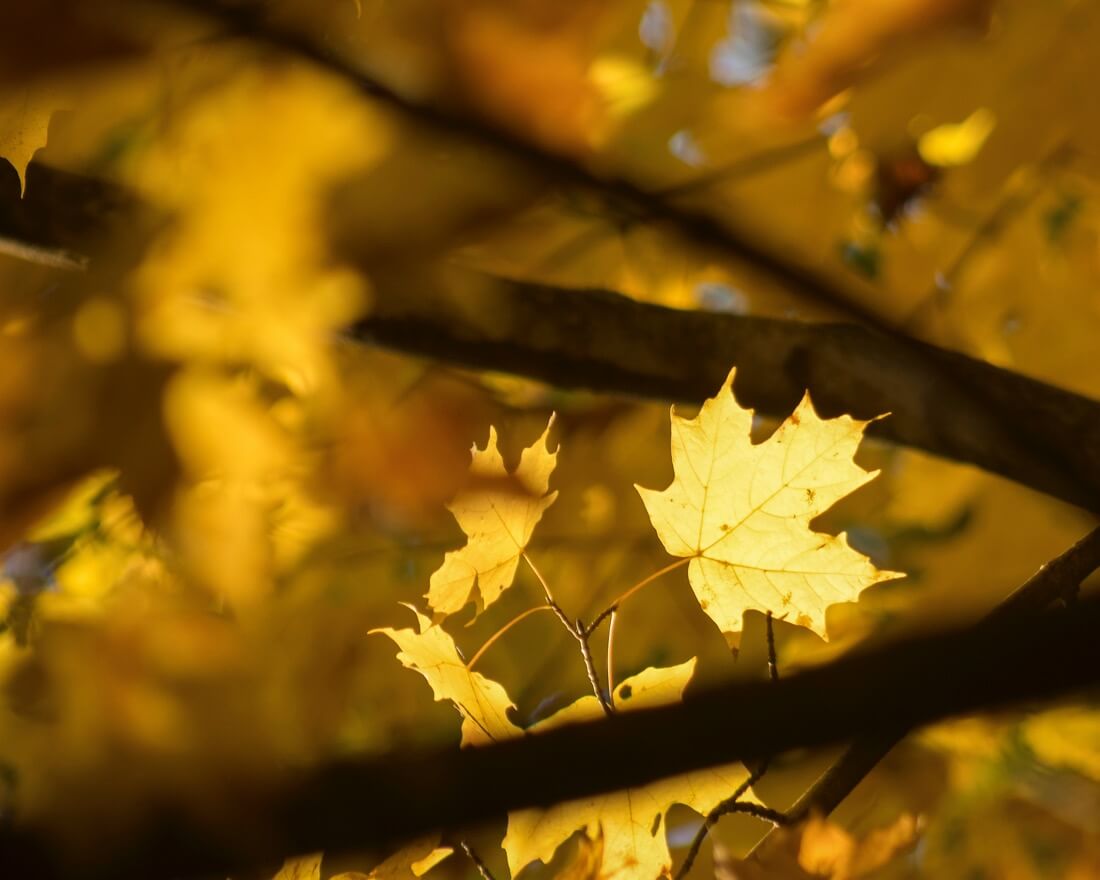 Thomas - Autumn Spotlight, Ridley Creek State Park, Pennsylvania