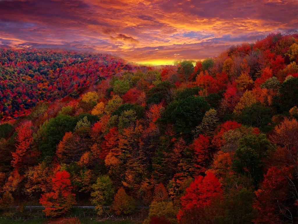 Forest Wander - Fall Foliage Photography