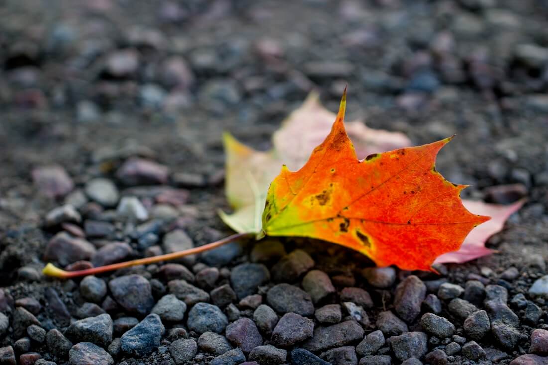 Susanne Nilsson - Colorful autumn