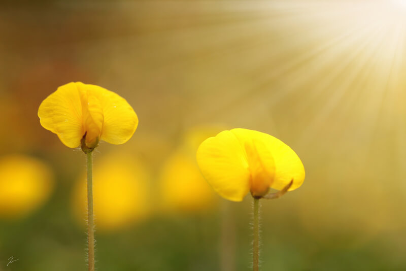 bokeh flowers