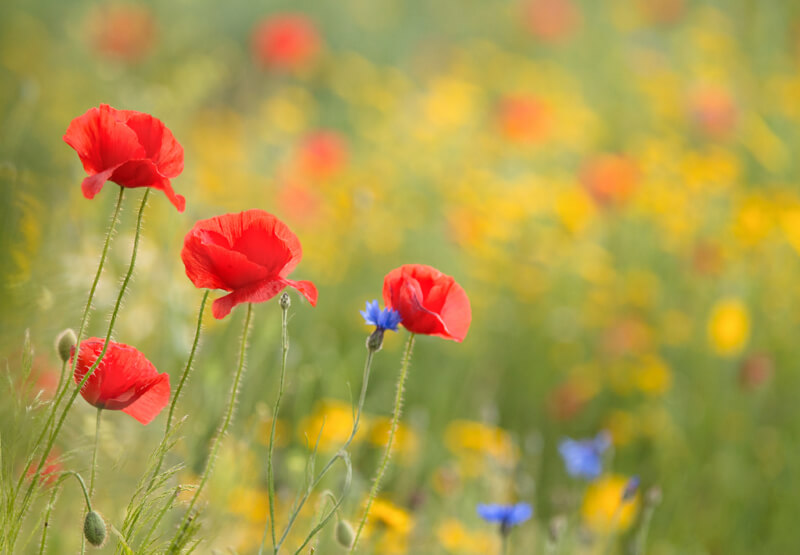 bokeh flowers