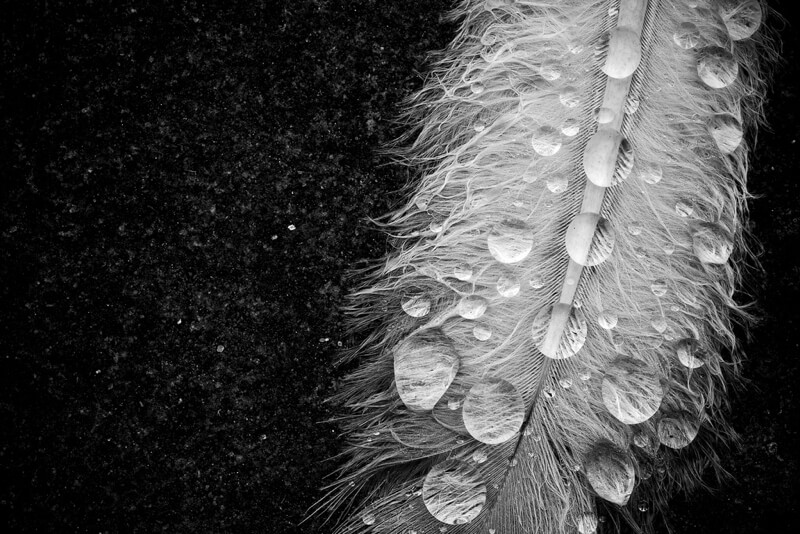 black and white drops on feather