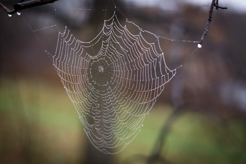 spider web