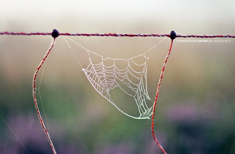 spider web 