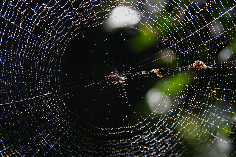 spider web 