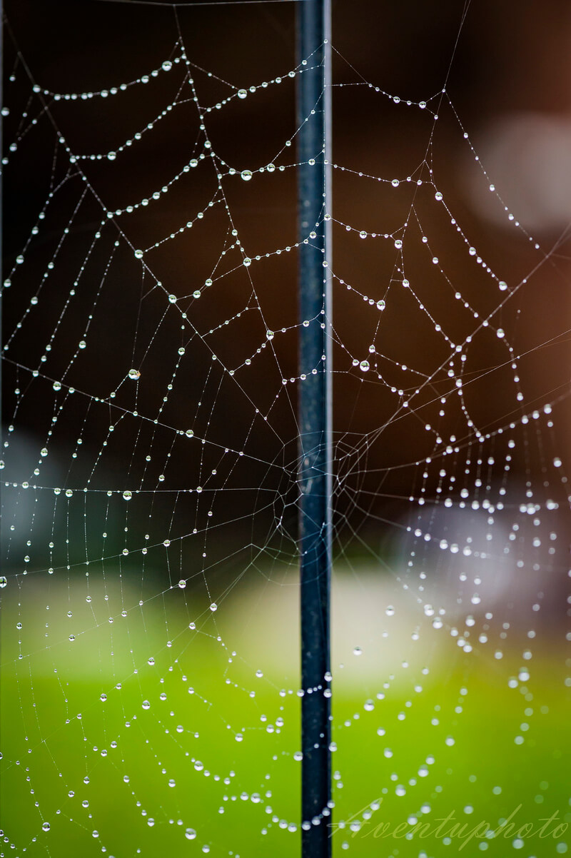 spider web 