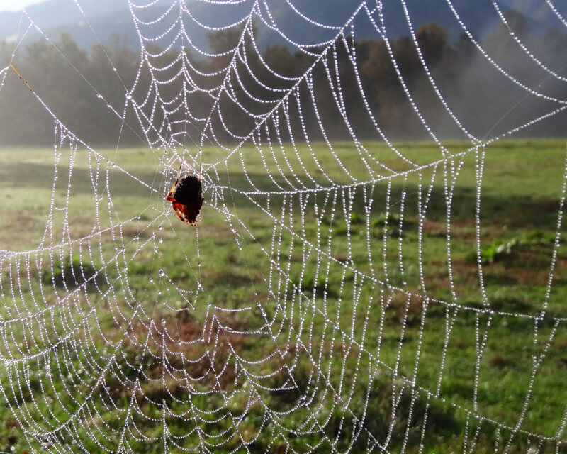 spider web