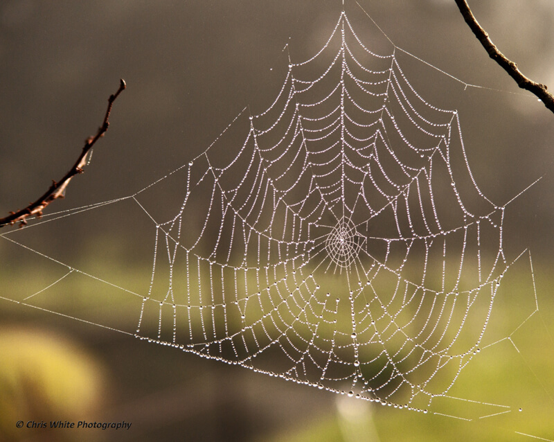 spider web 