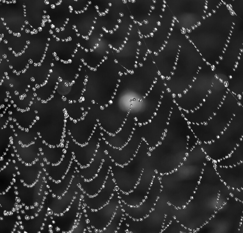 spider web 