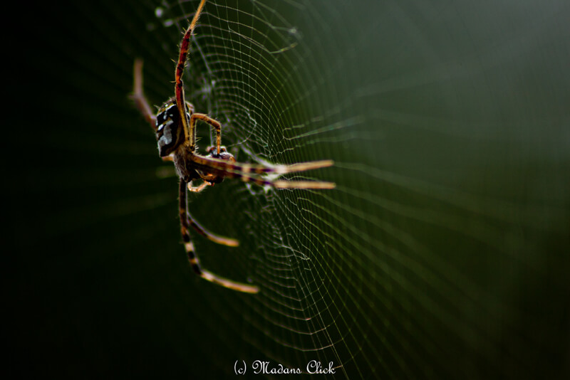 spider web