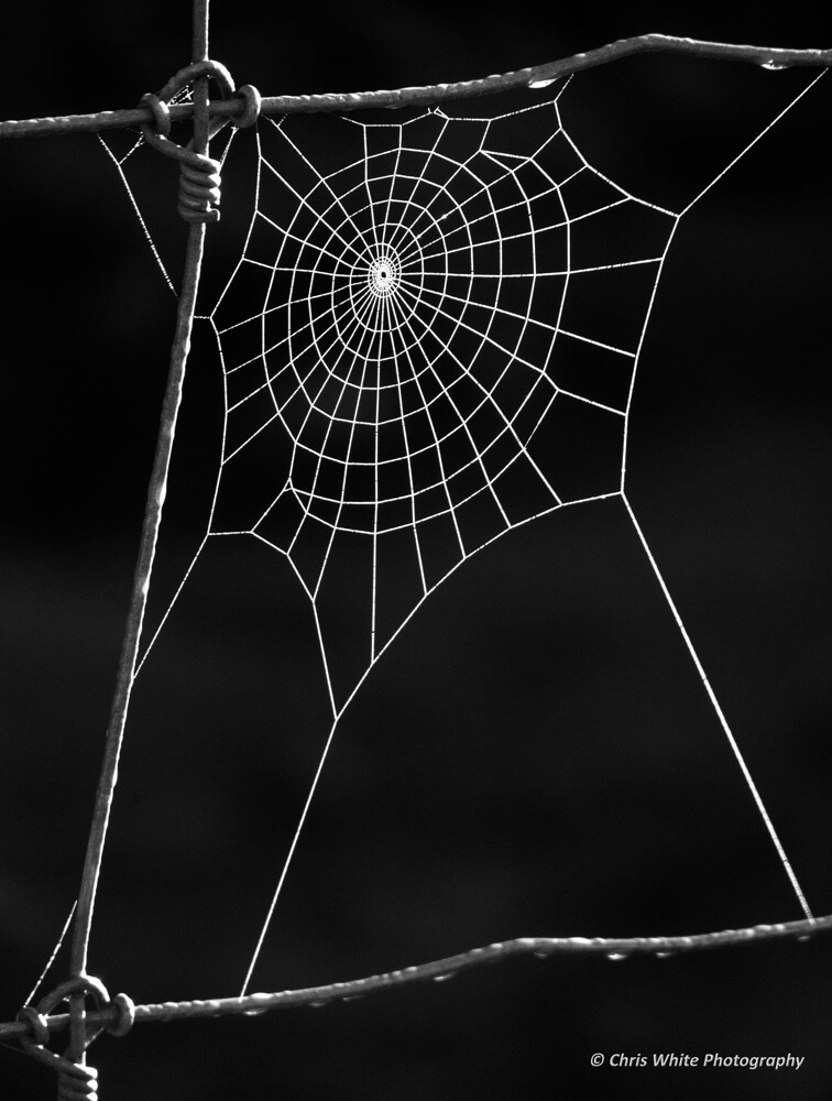 spider web 