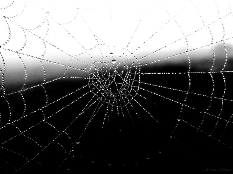 spider web