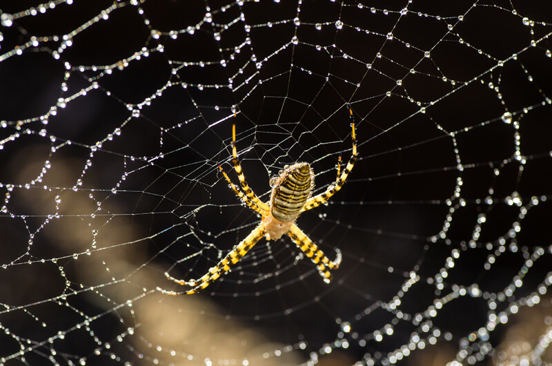 spider web