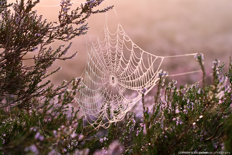 spider web 