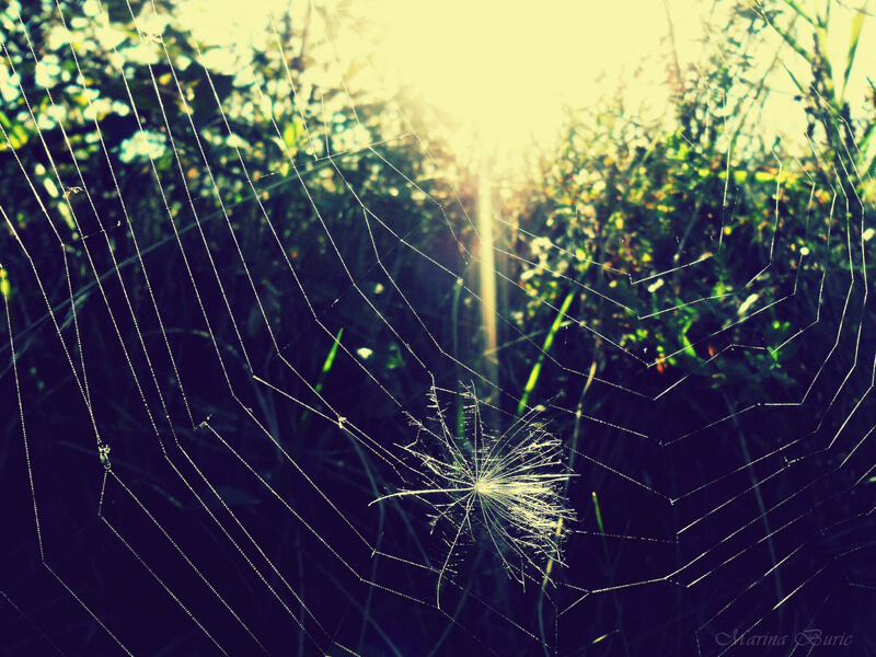 spider web 