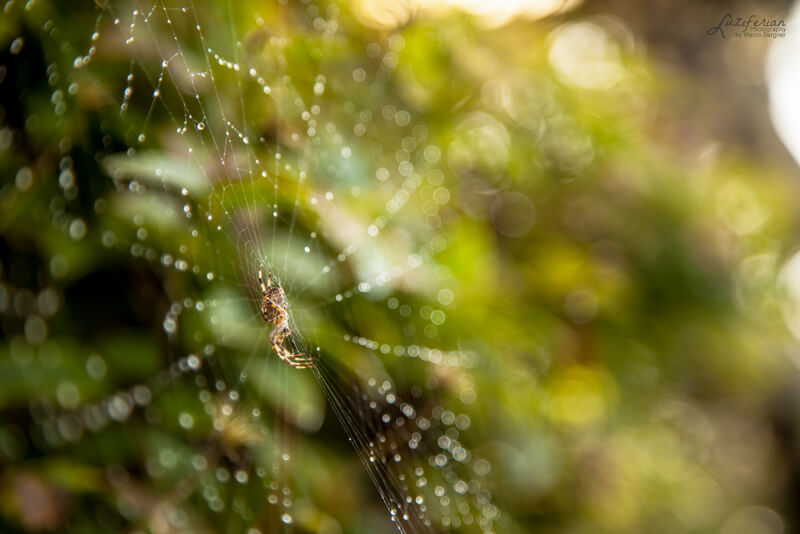 spider web