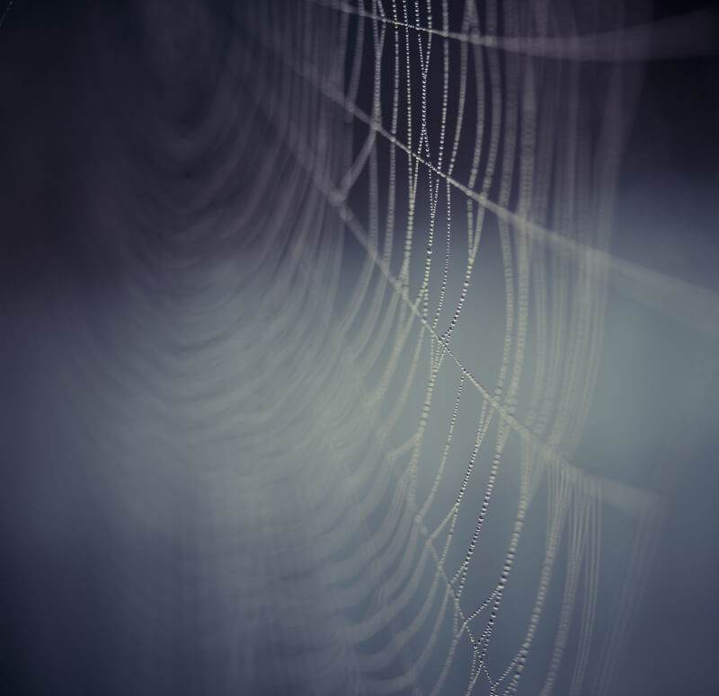 spider web 