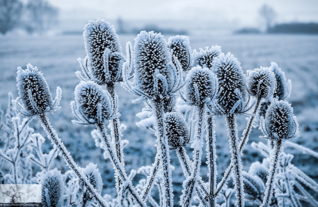 Robert Felton - Frosted Teasel