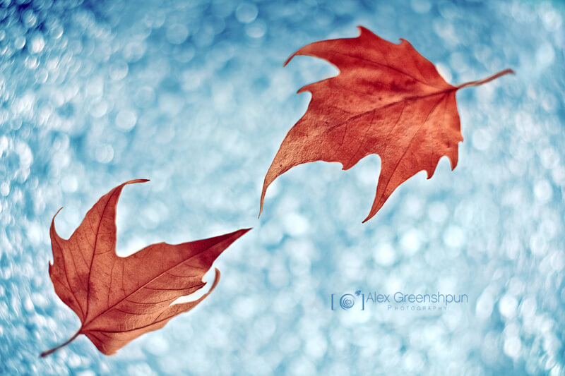 still life photography leaves floating