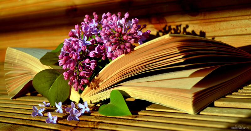 still life photography flowers on book