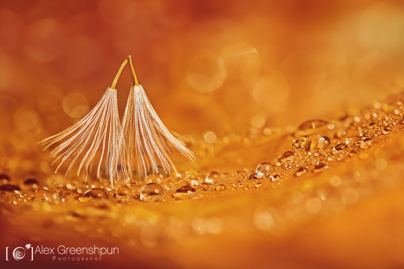 still life photography dandelion seeds