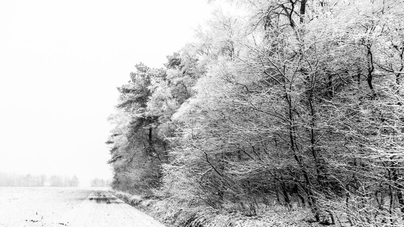 Fred Veenkamp - forest in winter