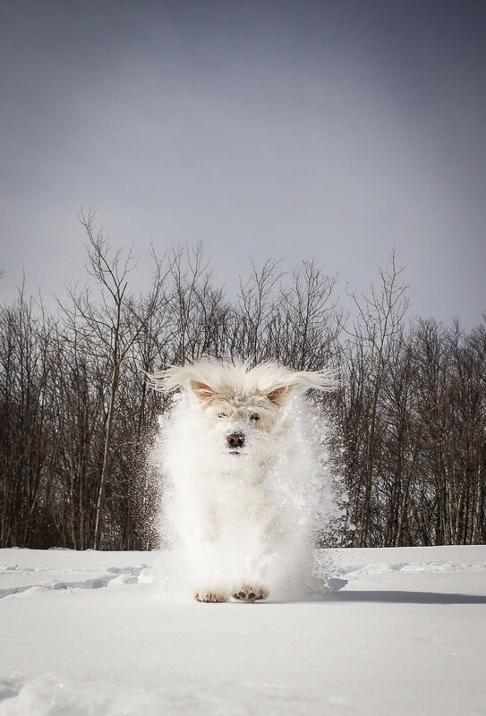 Sarah Bourque - dog in snow.