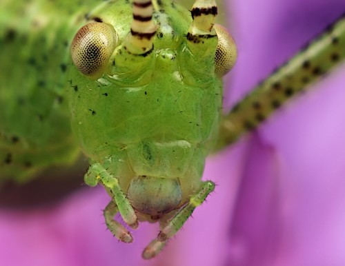 Portrait juvenile grasshopper