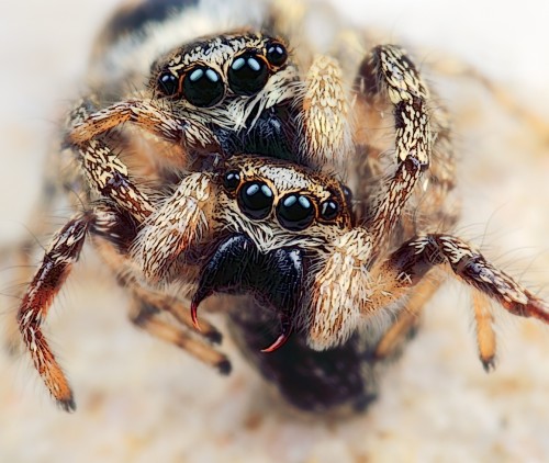 Two female jumping spiders