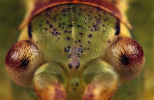 speckled bush-cricket