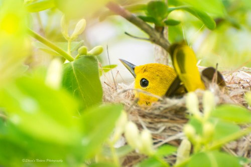 Lightroom and Wildlife Photography: How to Create Magical Impact