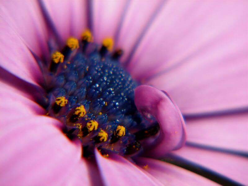 Audrey Osteospermum Interior