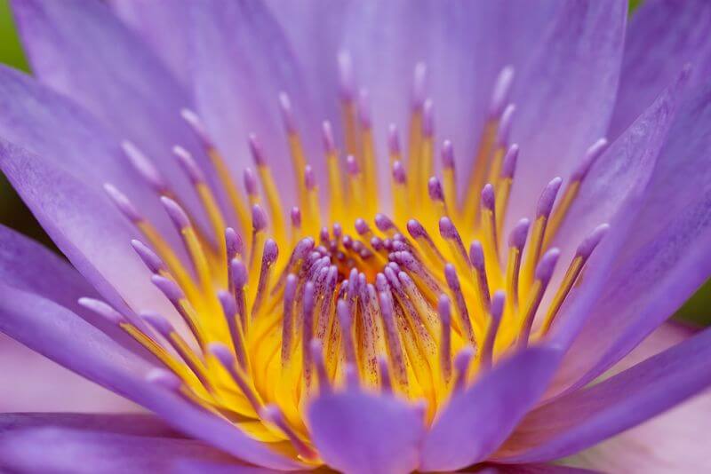 Roy Niswanger Common Lily Pad Bloom, Macro