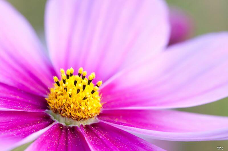 Marc Lagneau Osteospermum