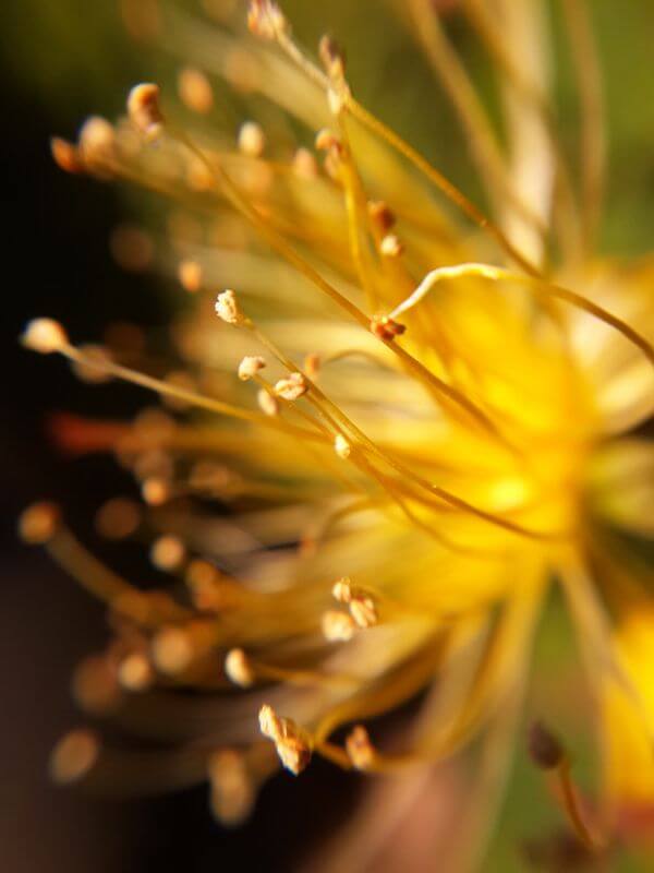 Stephen Koigi The Yellow Garden Flower