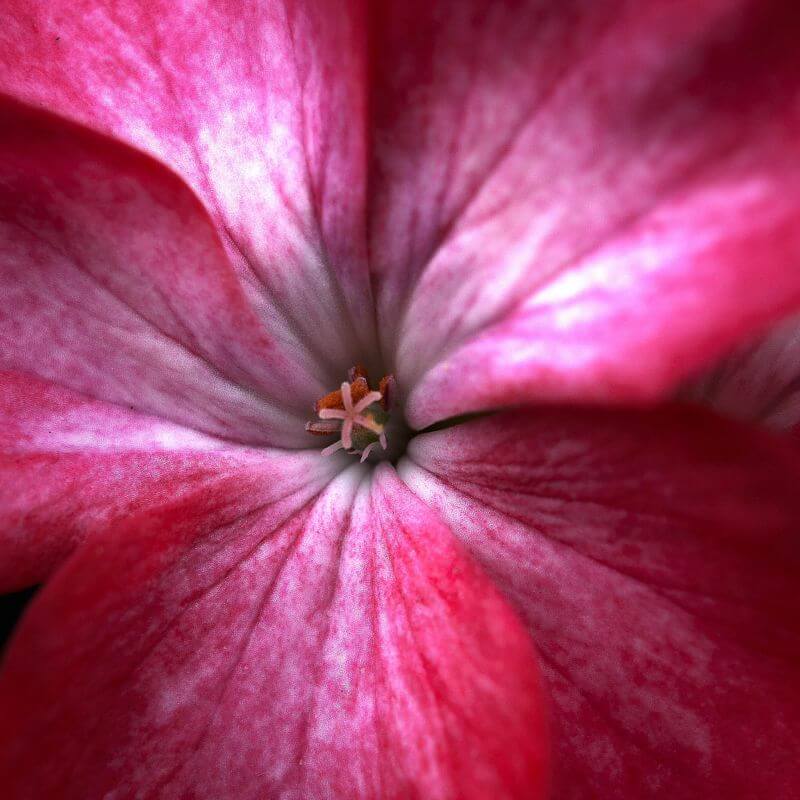 Mike and Annabel Beales Little Red Geranium