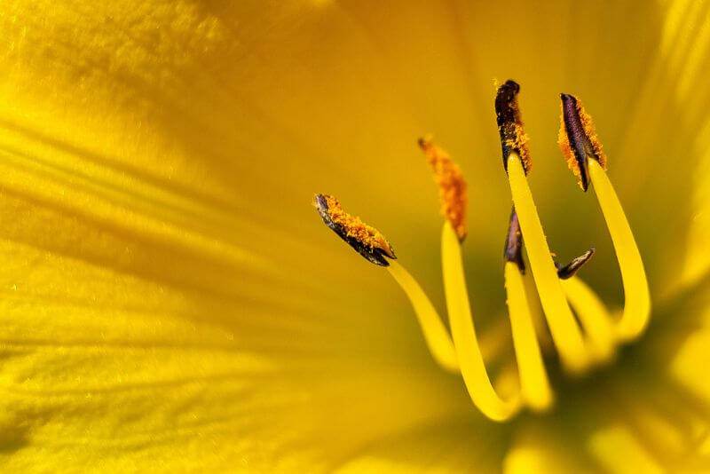 Mike and Annabel Beales Yellow Day Lilly