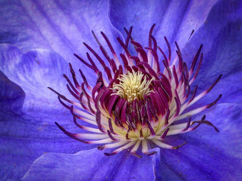 Mark Freeth Clematis.