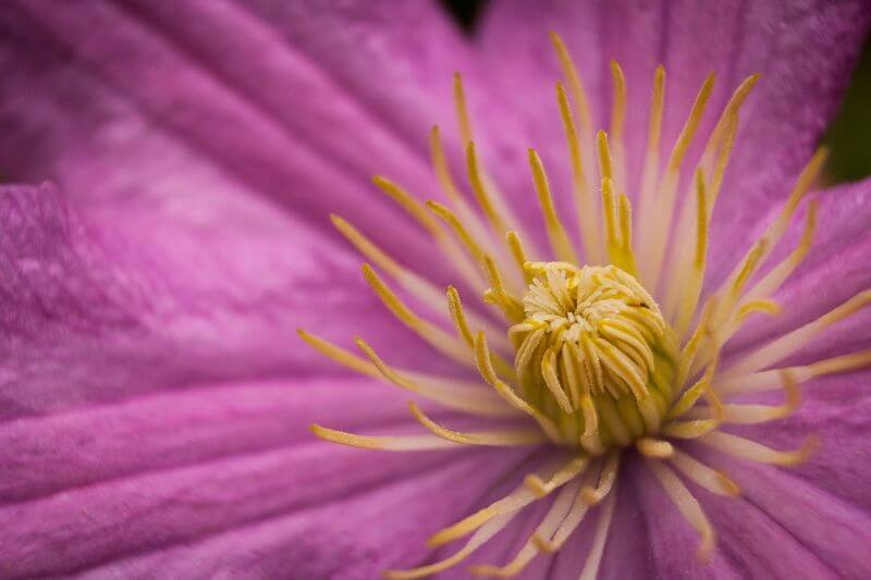 Mike and Annabel Beales Beauty from the garden