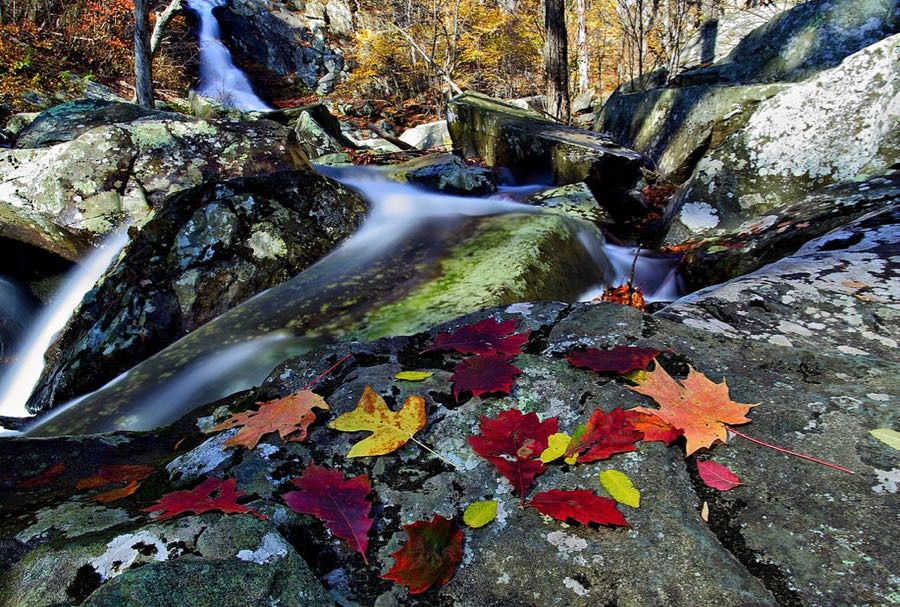 Forest Wander - Autumn leaves near waterfall