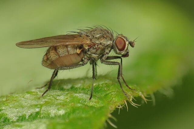 Female Anthomyiidae