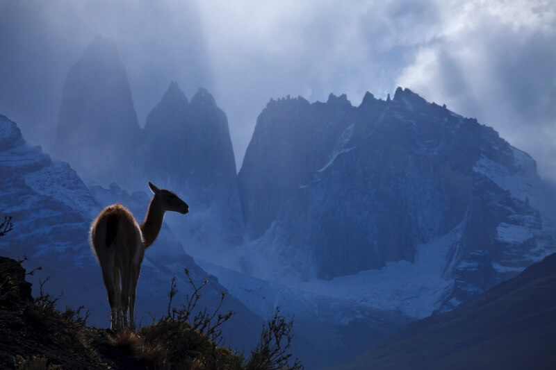 Guanaco and Torres - Grant Ordelheide