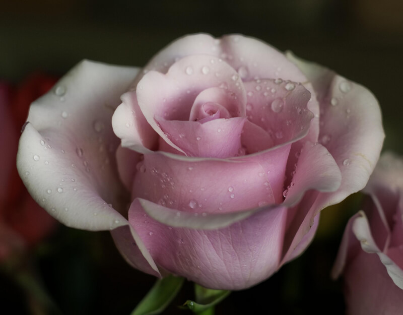 norenkay — pink rose