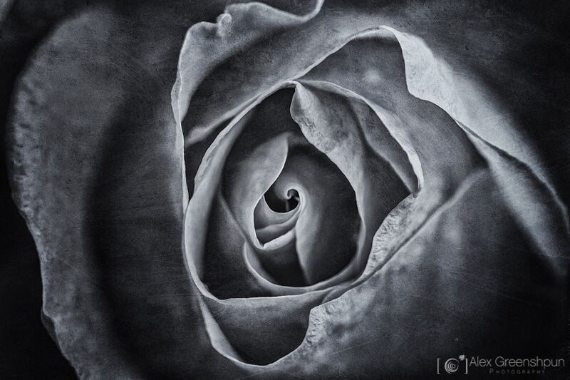 Alex Greenshpun — rose in black and white