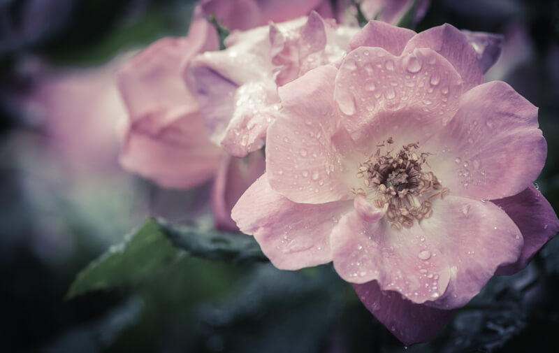 Carina — pink rose