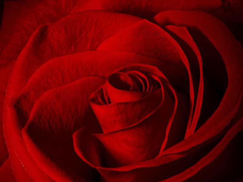 Barb — close-up of red rose