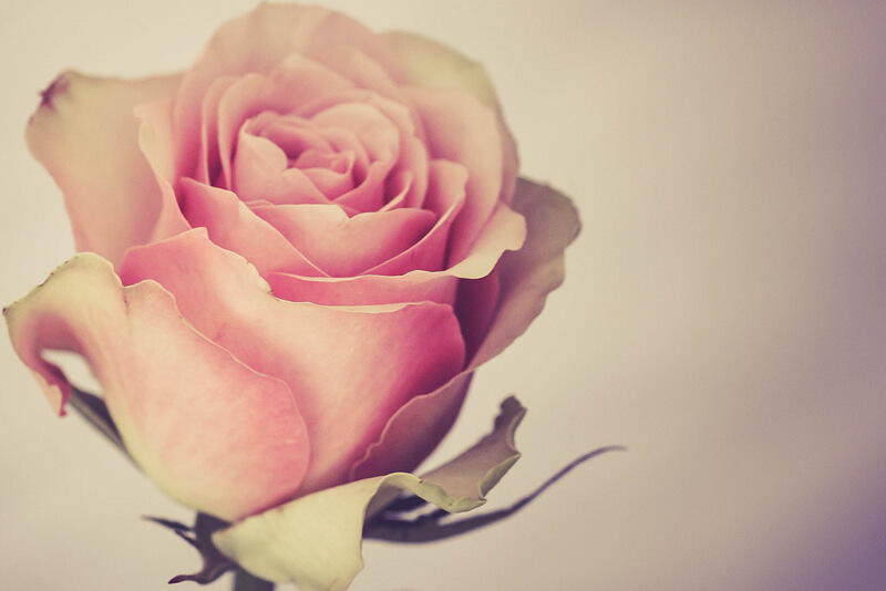 Niki van Velden — pink rose
