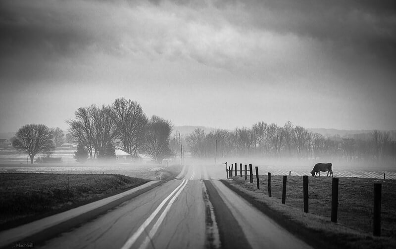road cow and fog
